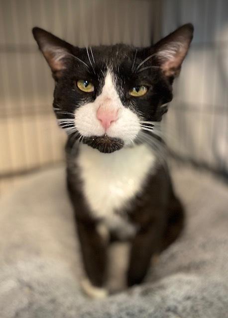 Garrett, a Adoptable Domestic Short Hair in Duxbury, MA image 1/3