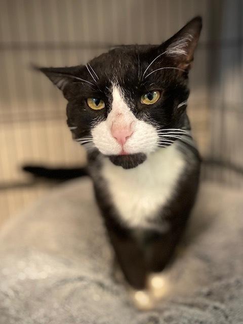 Garrett, a Adoptable Domestic Short Hair in Duxbury, MA image 2/3