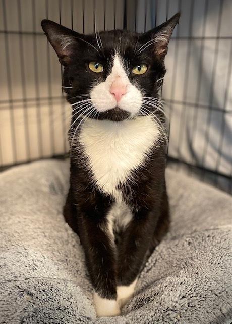 Garrett, a Adoptable Domestic Short Hair in Duxbury, MA image 3/3