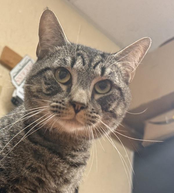 Chit Chat, Adoptable, Adult Male Domestic Short Hair.