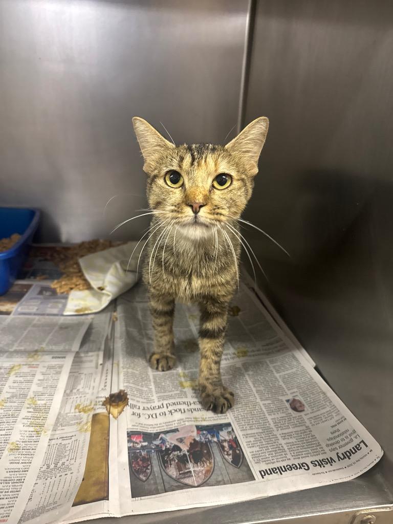 Julienne, ADOPTABLE, Young • Female, American Bobtail.