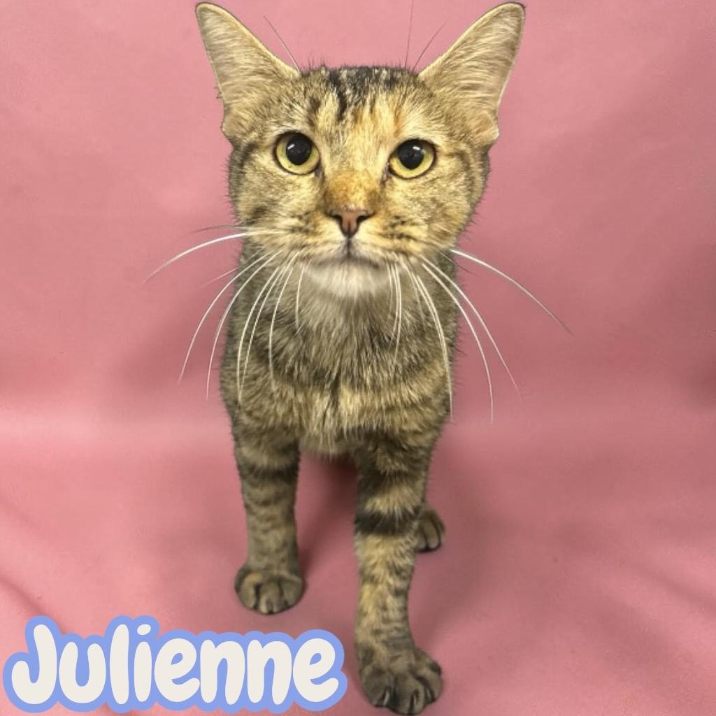 Enlarge Julienne, a Adoptable American Bobtail in Sorrento, LA image 2/2