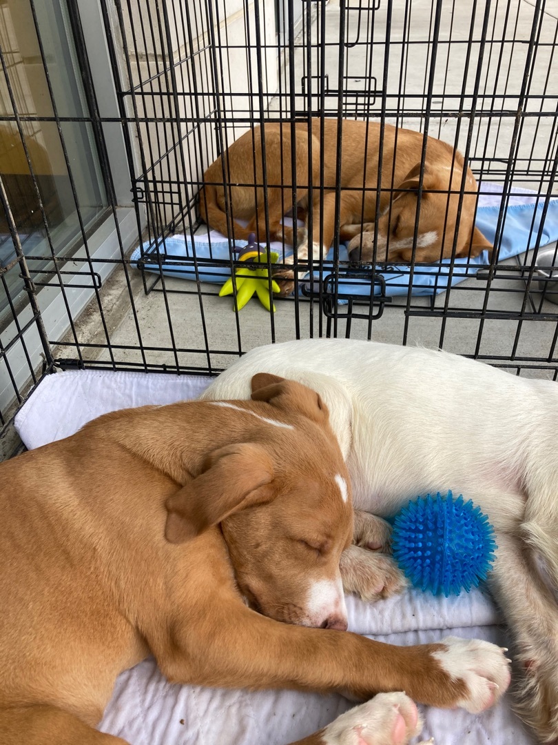 Rex, a Adoptable mixed breed in Plano, TX image 1/6