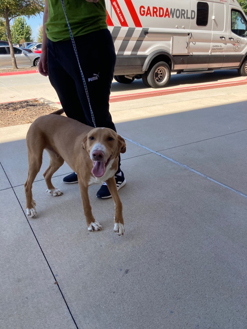 Rex, a Adoptable mixed breed in Plano, TX image 2/6