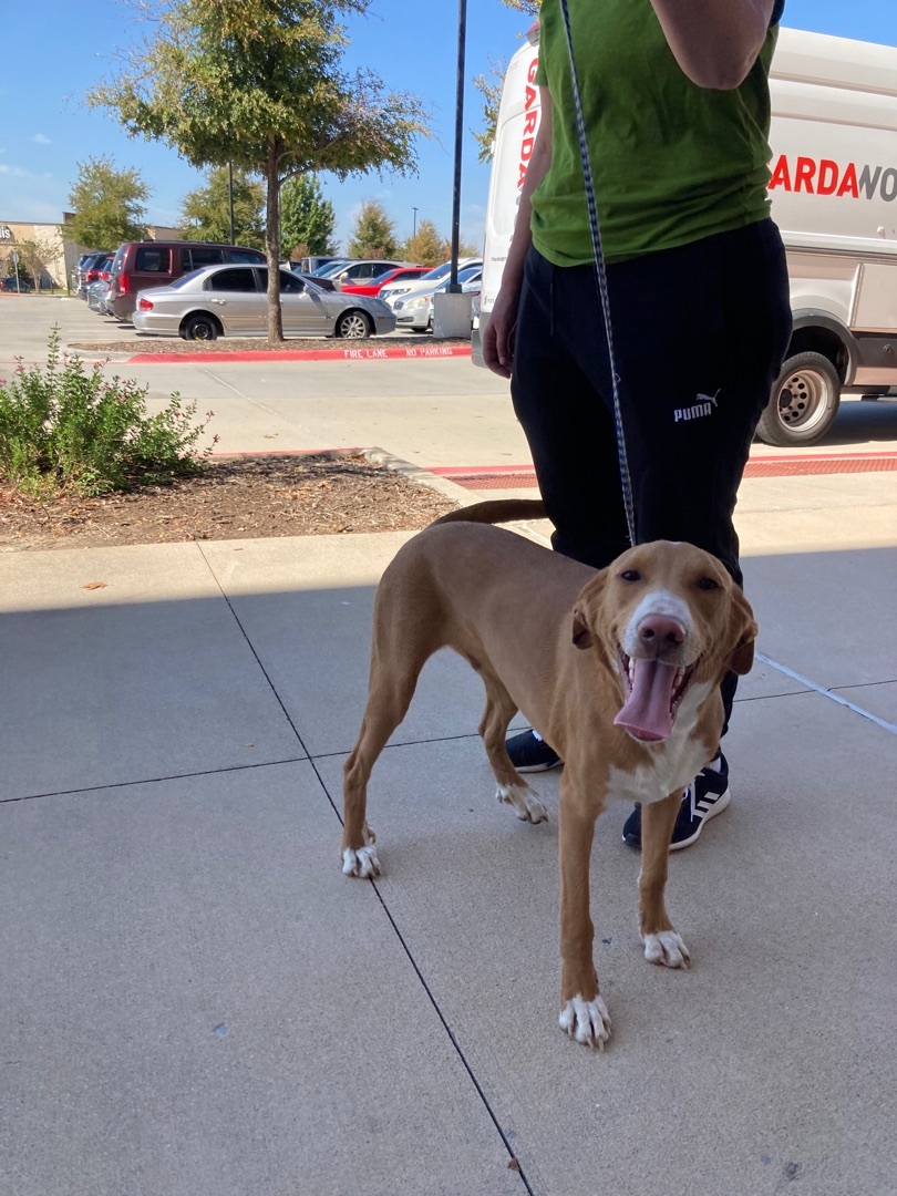 Rex, a Adoptable mixed breed in Plano, TX image 3/6