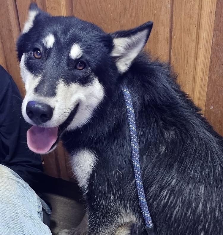 Ava, Adoptable, Adult Female Shepherd.