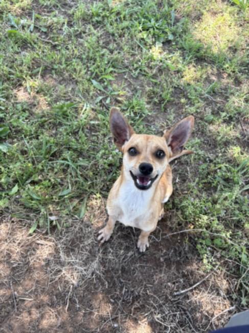 DIEGO, Adoptable, Adult Male Chihuahua.