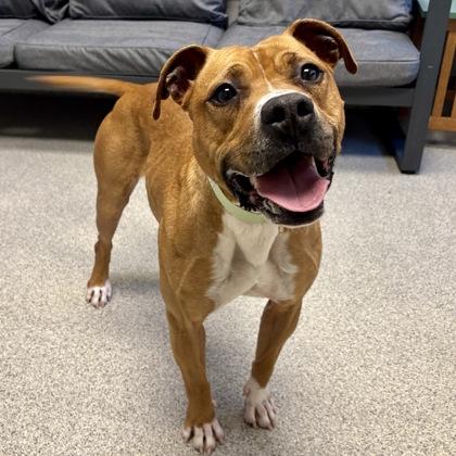 Enlarge Xena, a ADOPTABLE mixed breed in Lansing, MI image 1/3