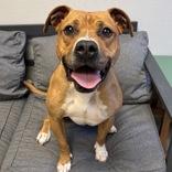 Enlarge Xena, a ADOPTABLE mixed breed in Lansing, MI image 3/3