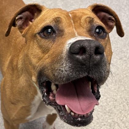 Enlarge Xena, a ADOPTABLE mixed breed in Lansing, MI image 2/3