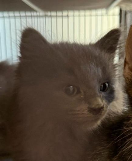 Louis, Adopted, Kitten Male Maine Coon & Domestic Long Hair.