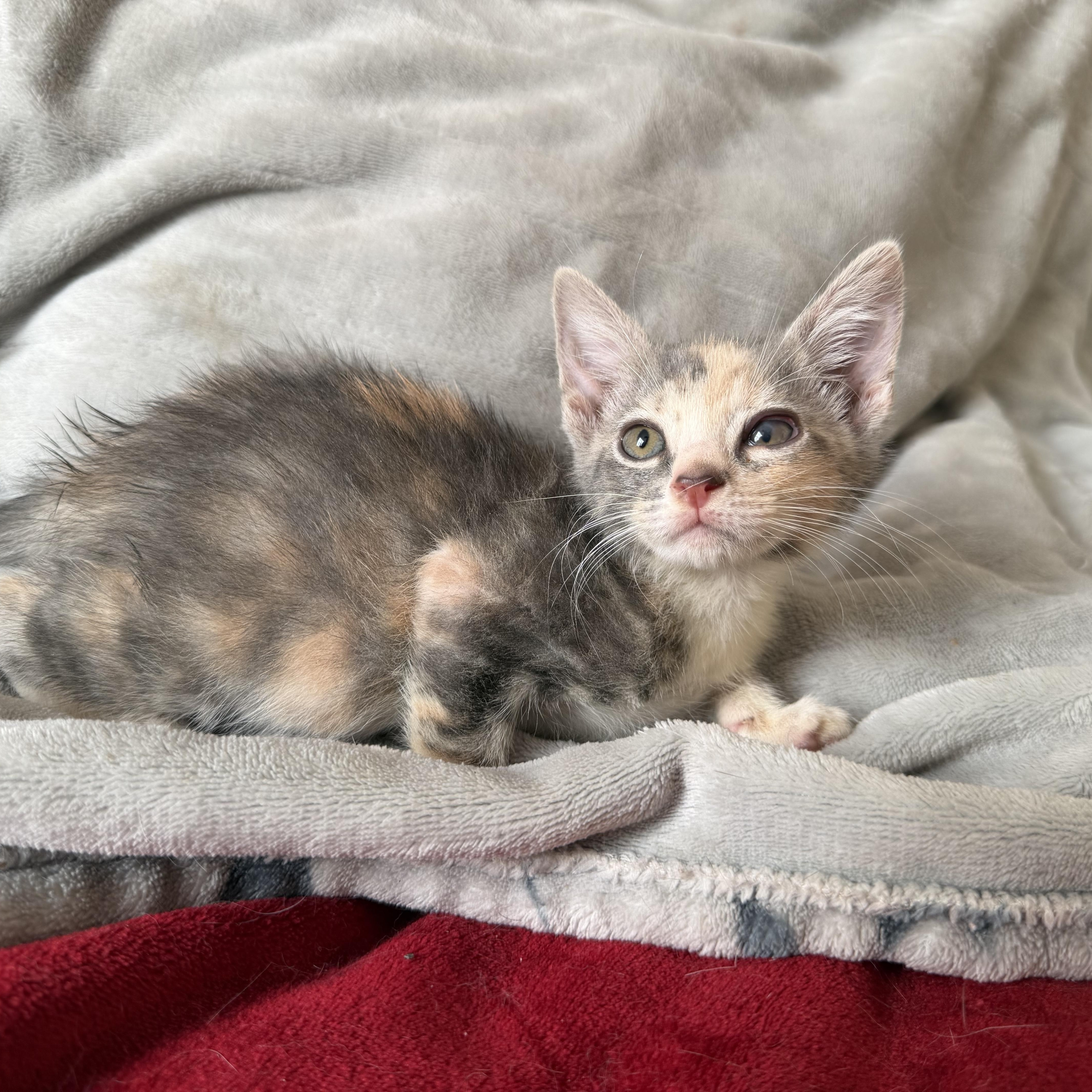 Enlarge Cera, an adopted Domestic Short Hair in jacksonville, FL image 4/6