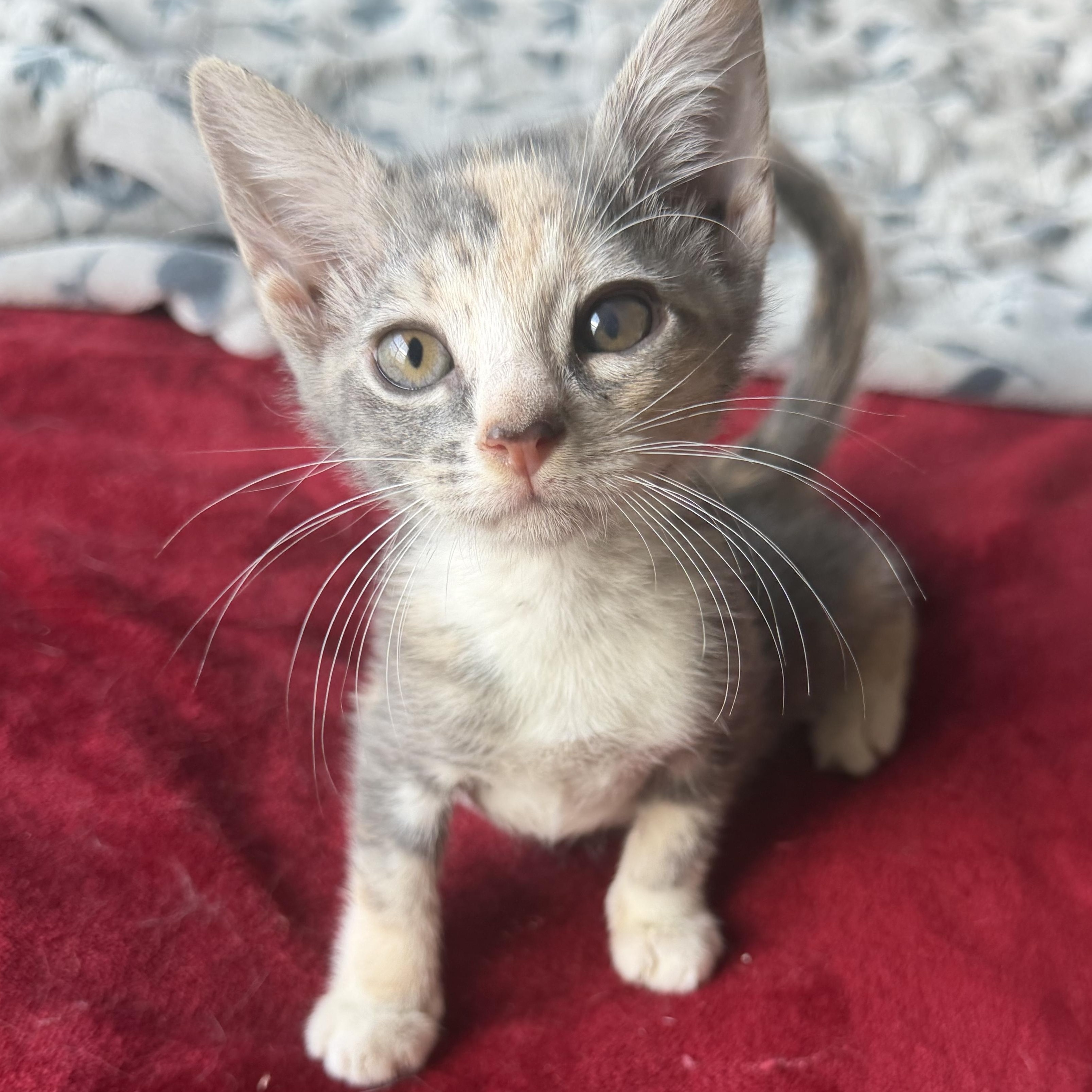 Enlarge Cera, an adopted Domestic Short Hair in jacksonville, FL image 5/6