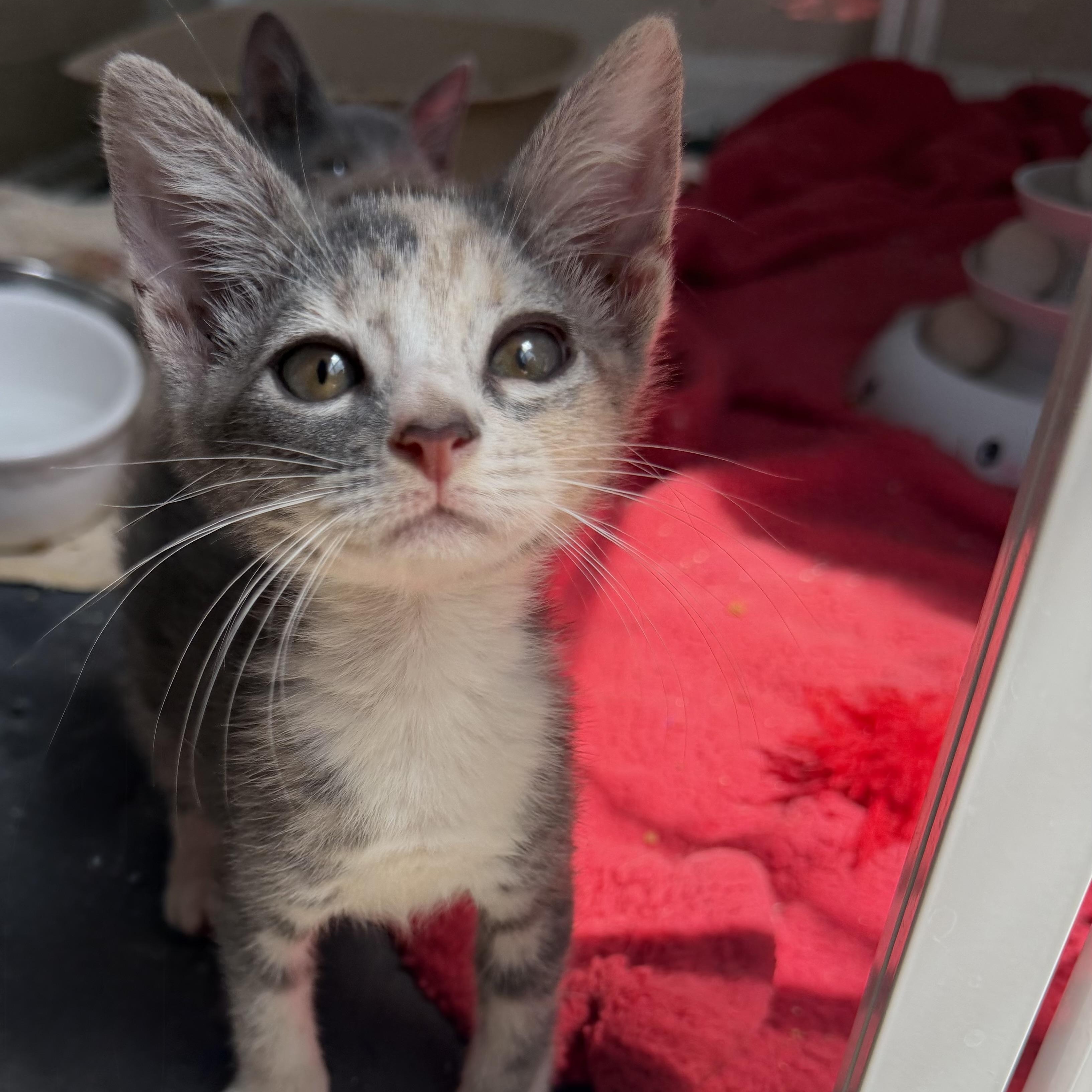 Enlarge Cera, an adopted Domestic Short Hair in jacksonville, FL image 6/6