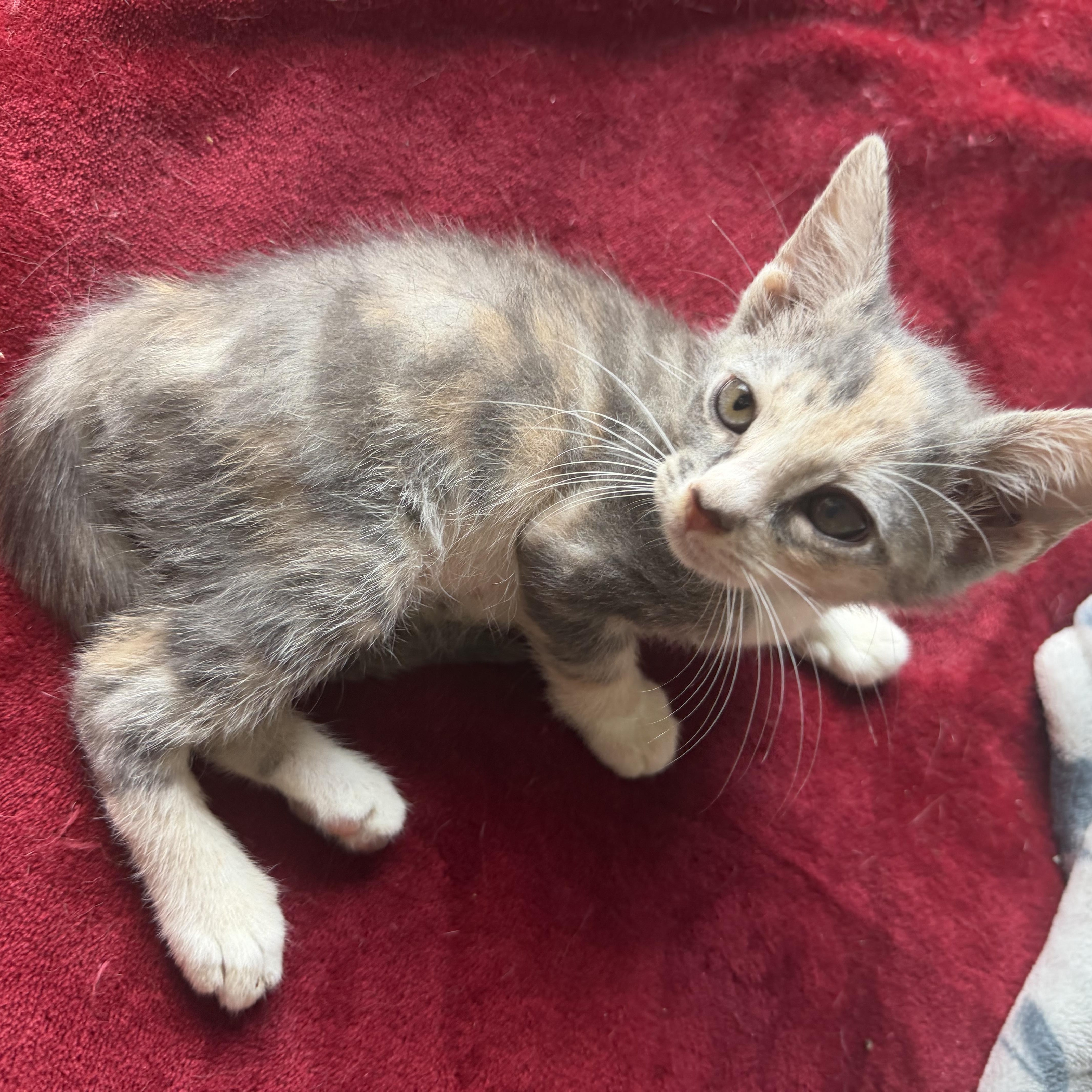 Enlarge Cera, an adopted Domestic Short Hair in jacksonville, FL image 3/6