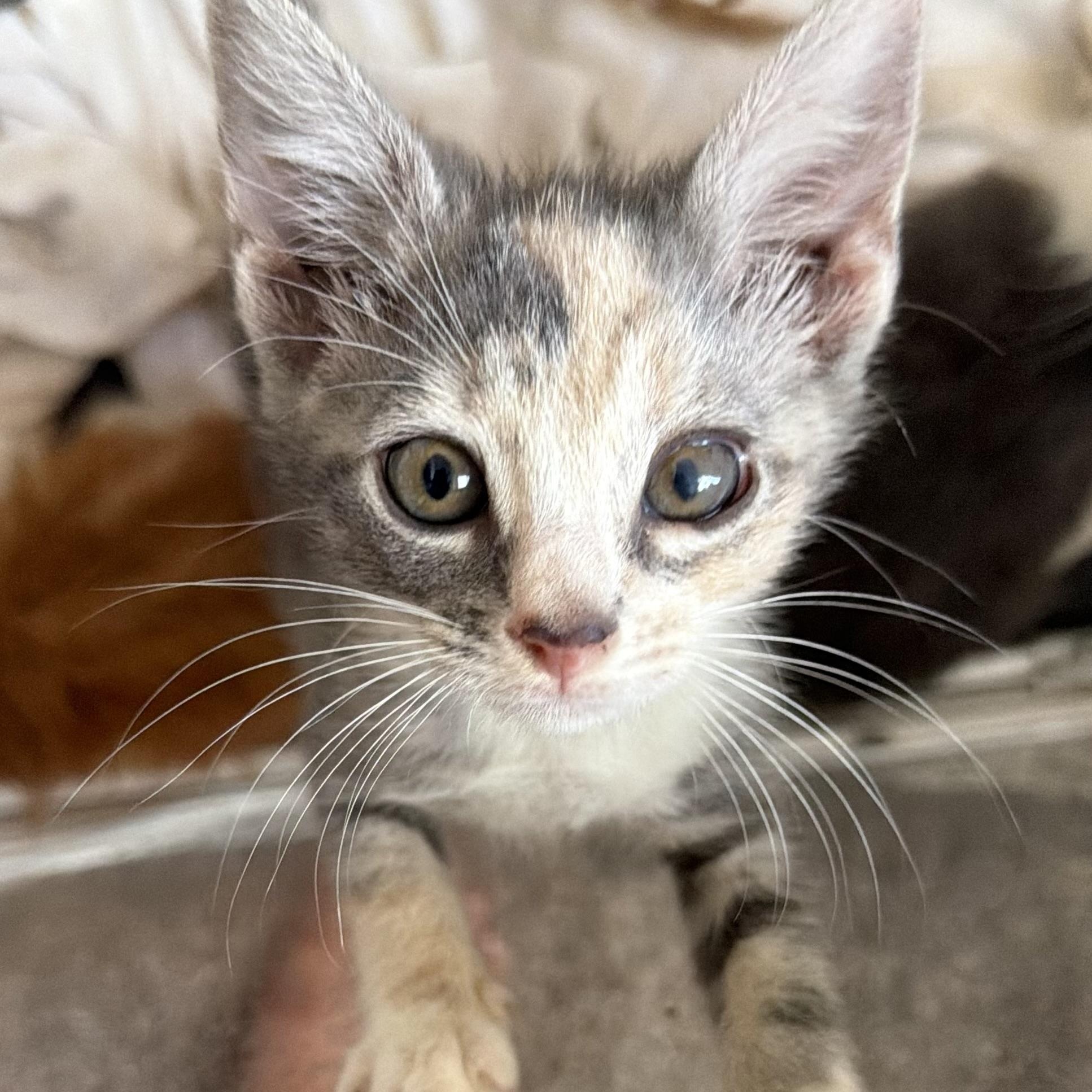 Enlarge Cera, an adopted Domestic Short Hair in jacksonville, FL image 1/6