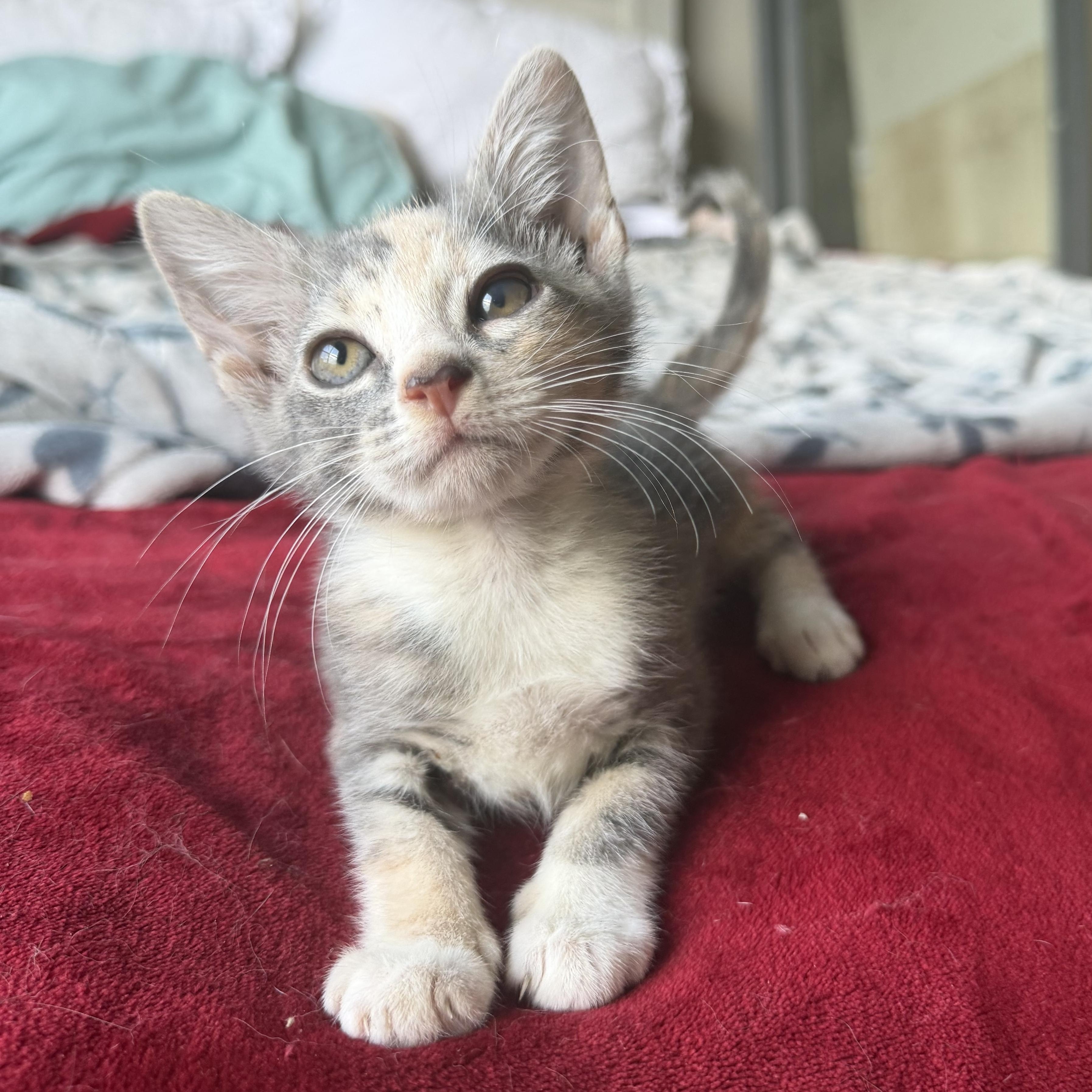 Enlarge Cera, an adopted Domestic Short Hair in jacksonville, FL image 2/6