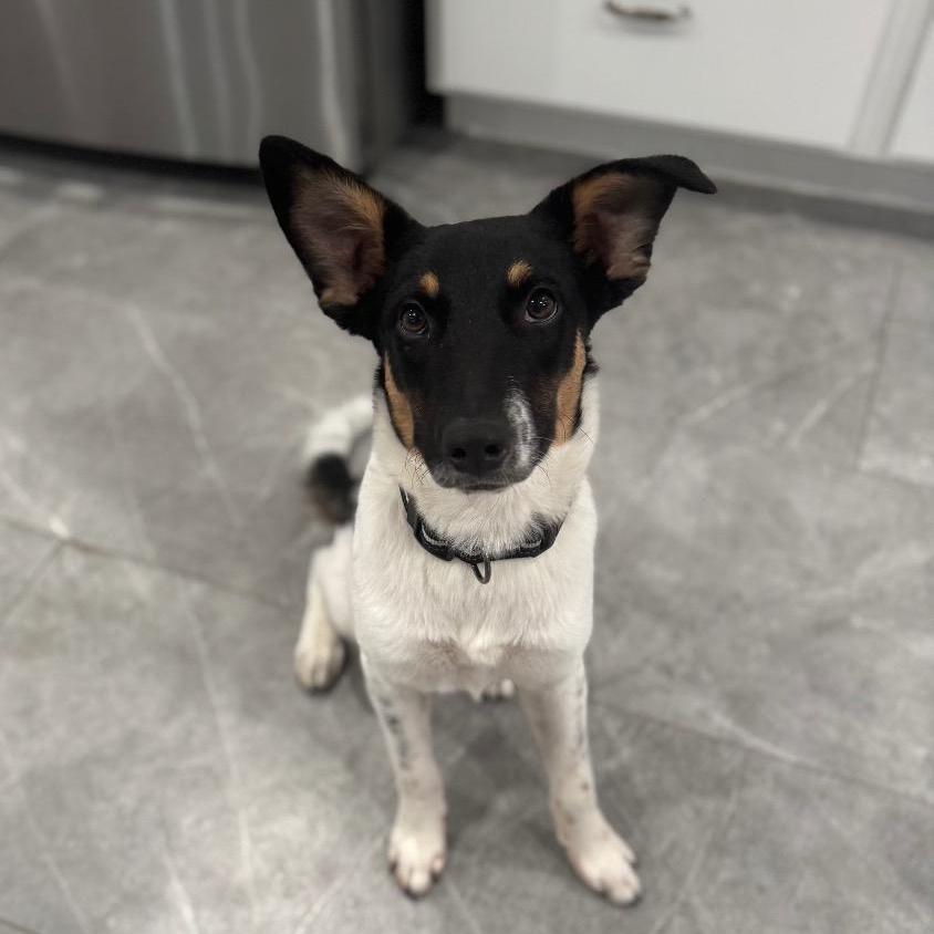Graham, Adoptable, Young Male Border Collie.