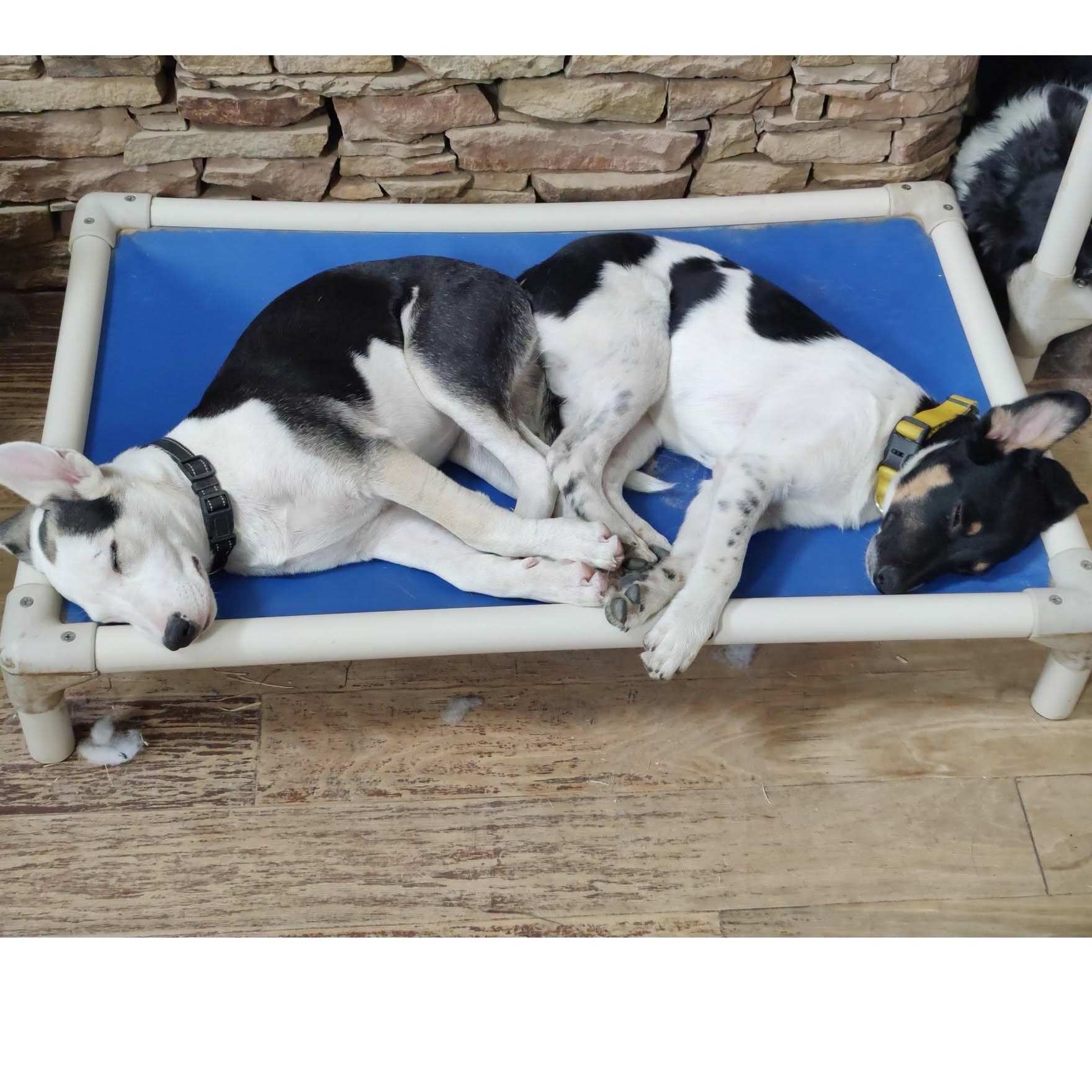 Enlarge Graham, a Adoptable mixed breed in Houston, TX image 6/6