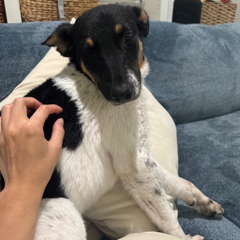 Enlarge Graham, a Adoptable mixed breed in Houston, TX image 4/6