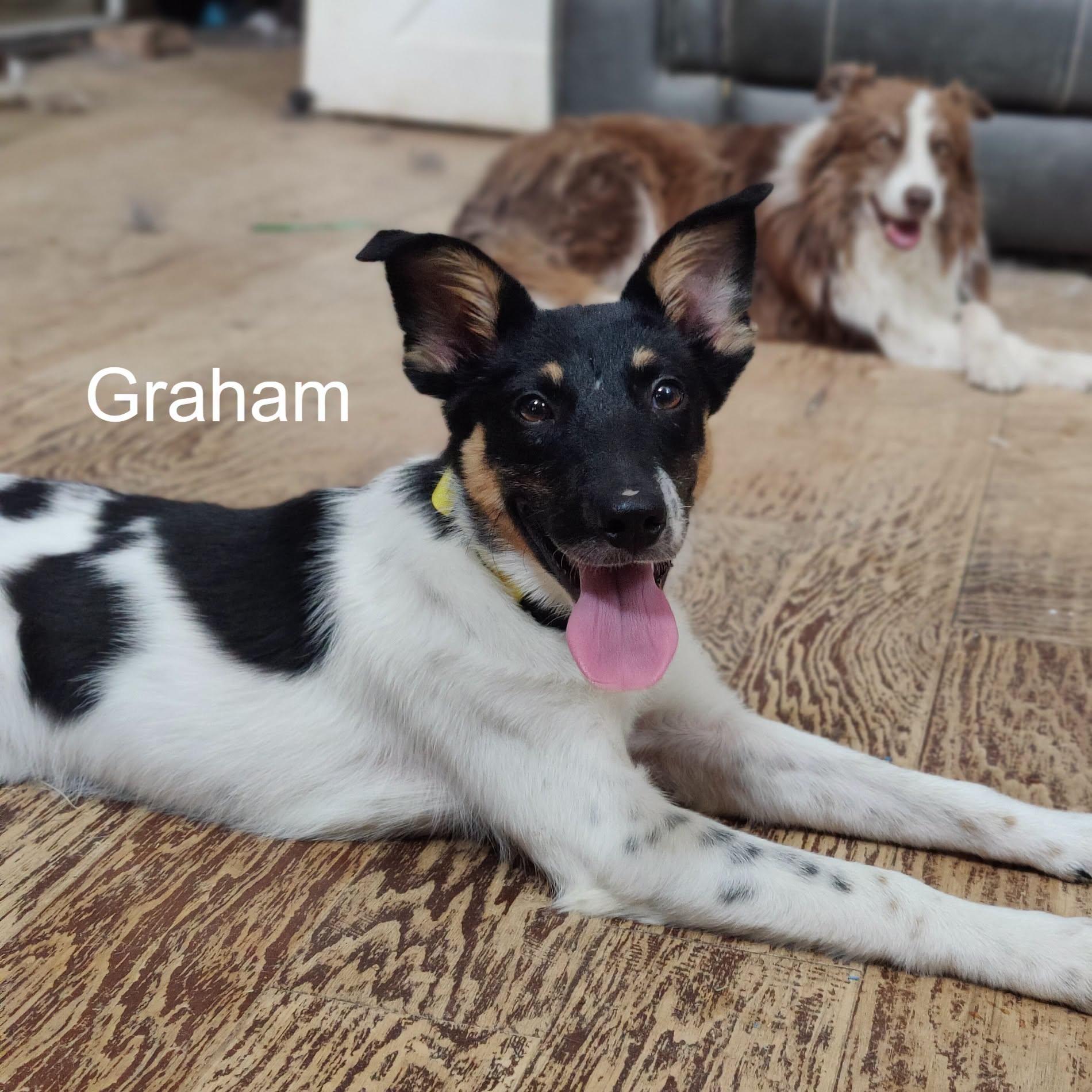 Enlarge Graham, a Adoptable mixed breed in Houston, TX image 3/6