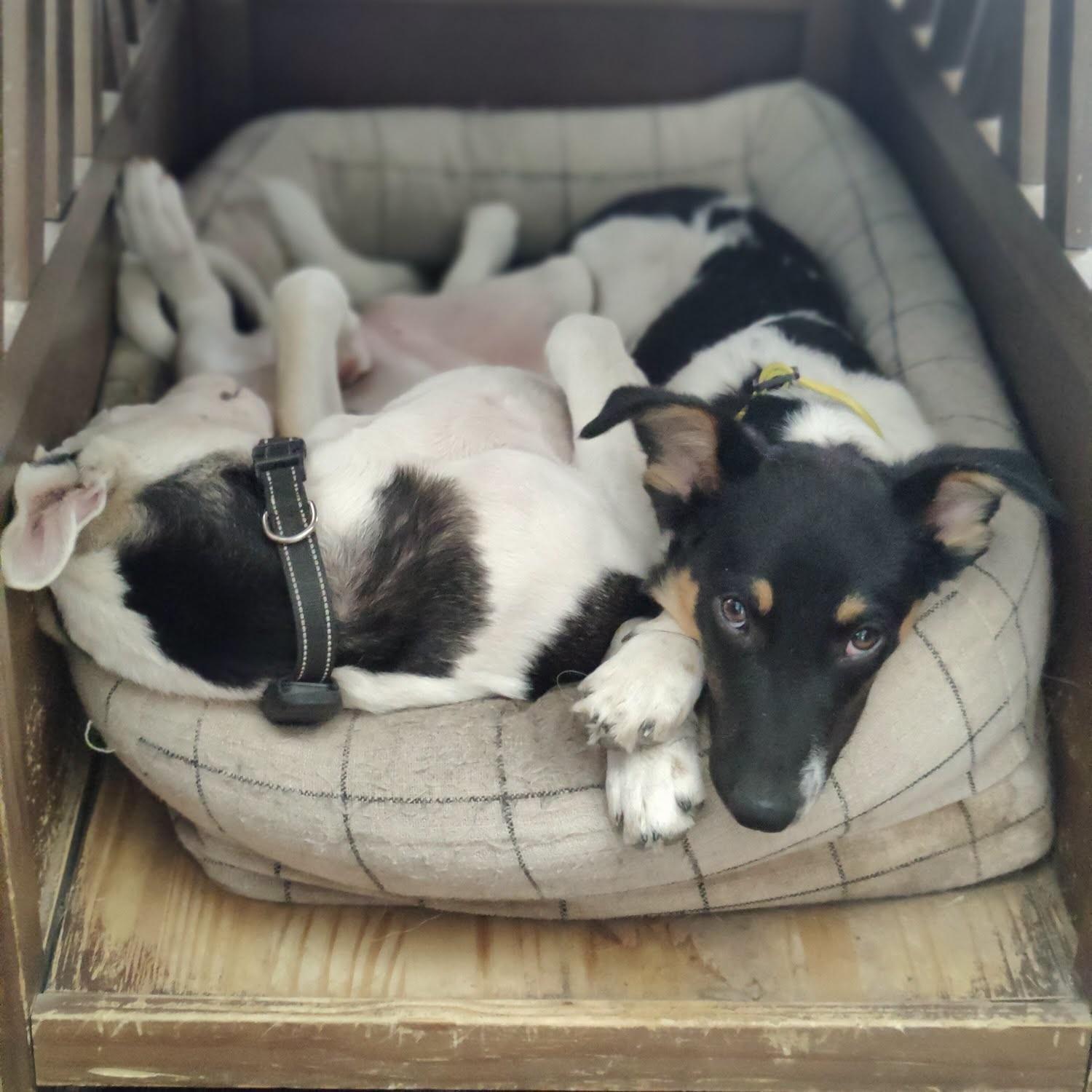 Enlarge Graham, a Adoptable mixed breed in Houston, TX image 5/6