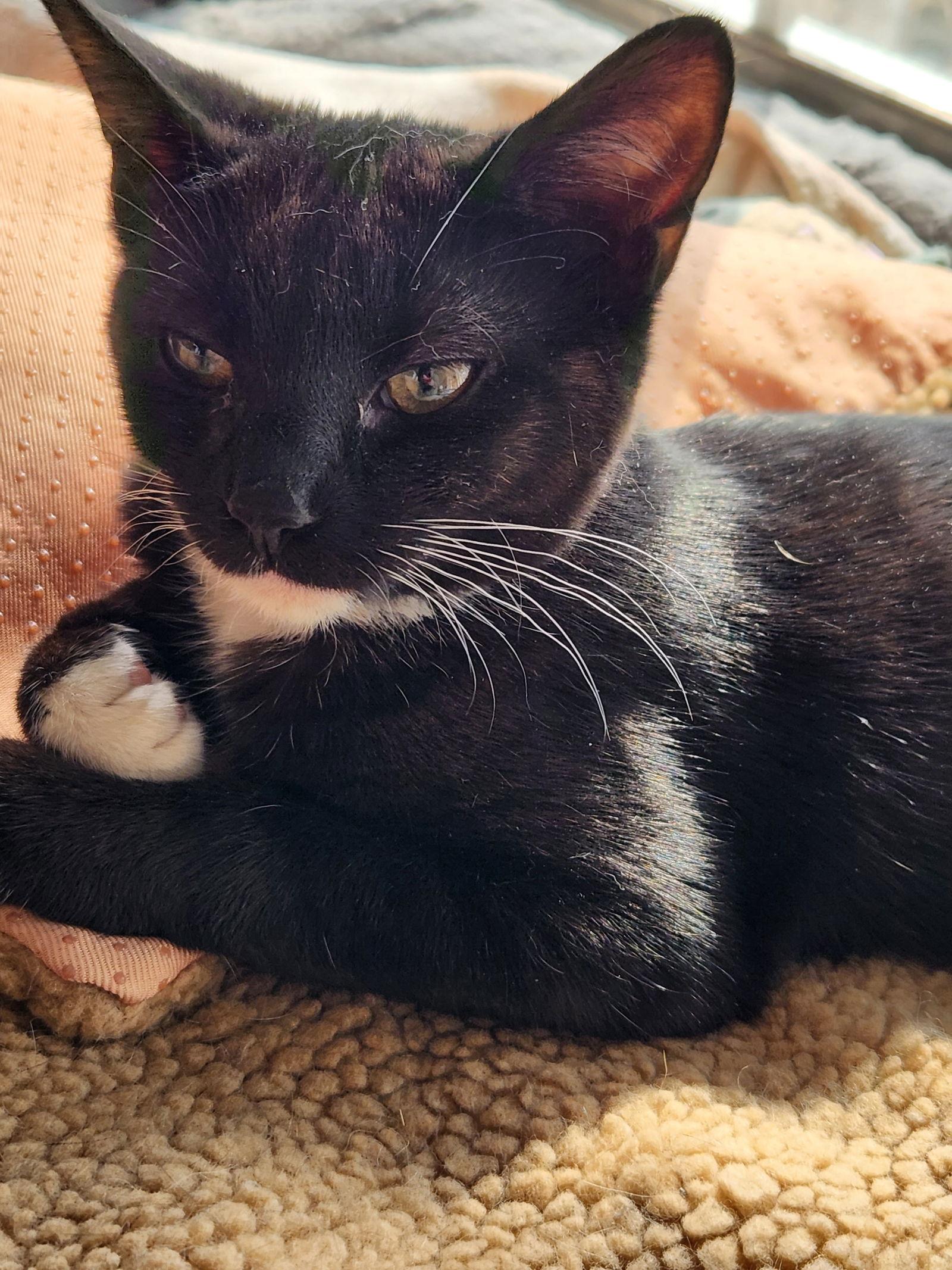 Sasha  (25-126), Adopted, Young Female Domestic Short Hair.