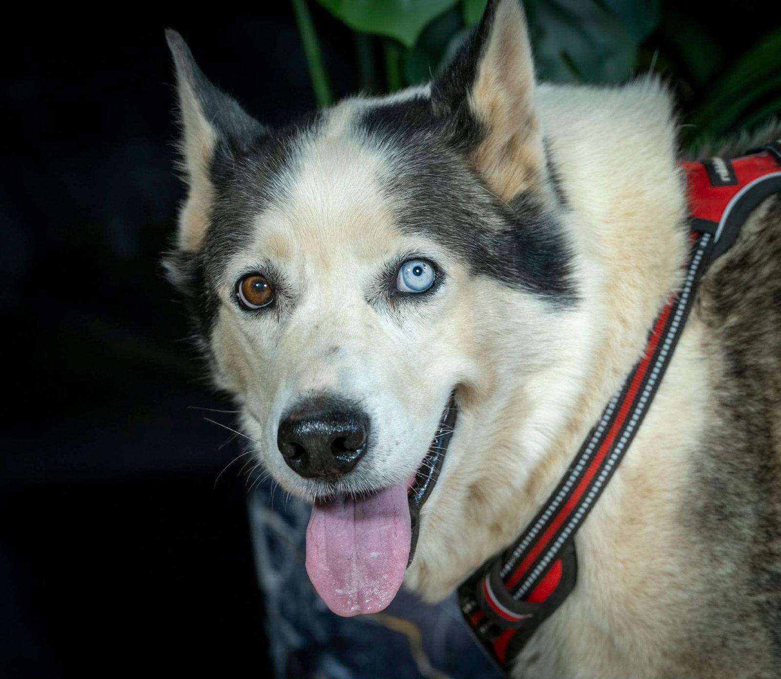 Zeus, Adopted, Senior Male Siberian Husky.