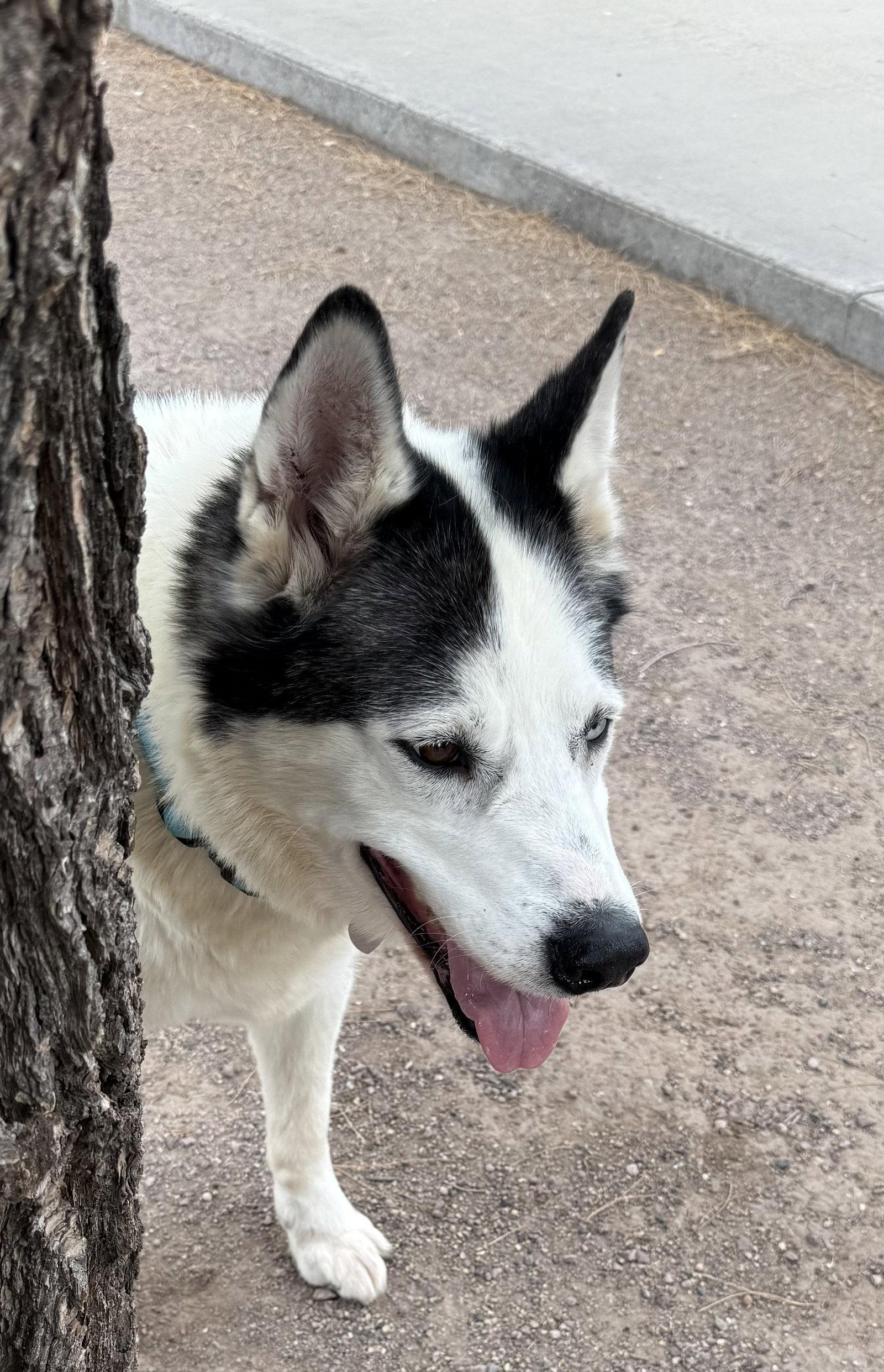 Enlarge Zeus, a Adopted Siberian Husky in Cedar Crest, NM image 3/3
