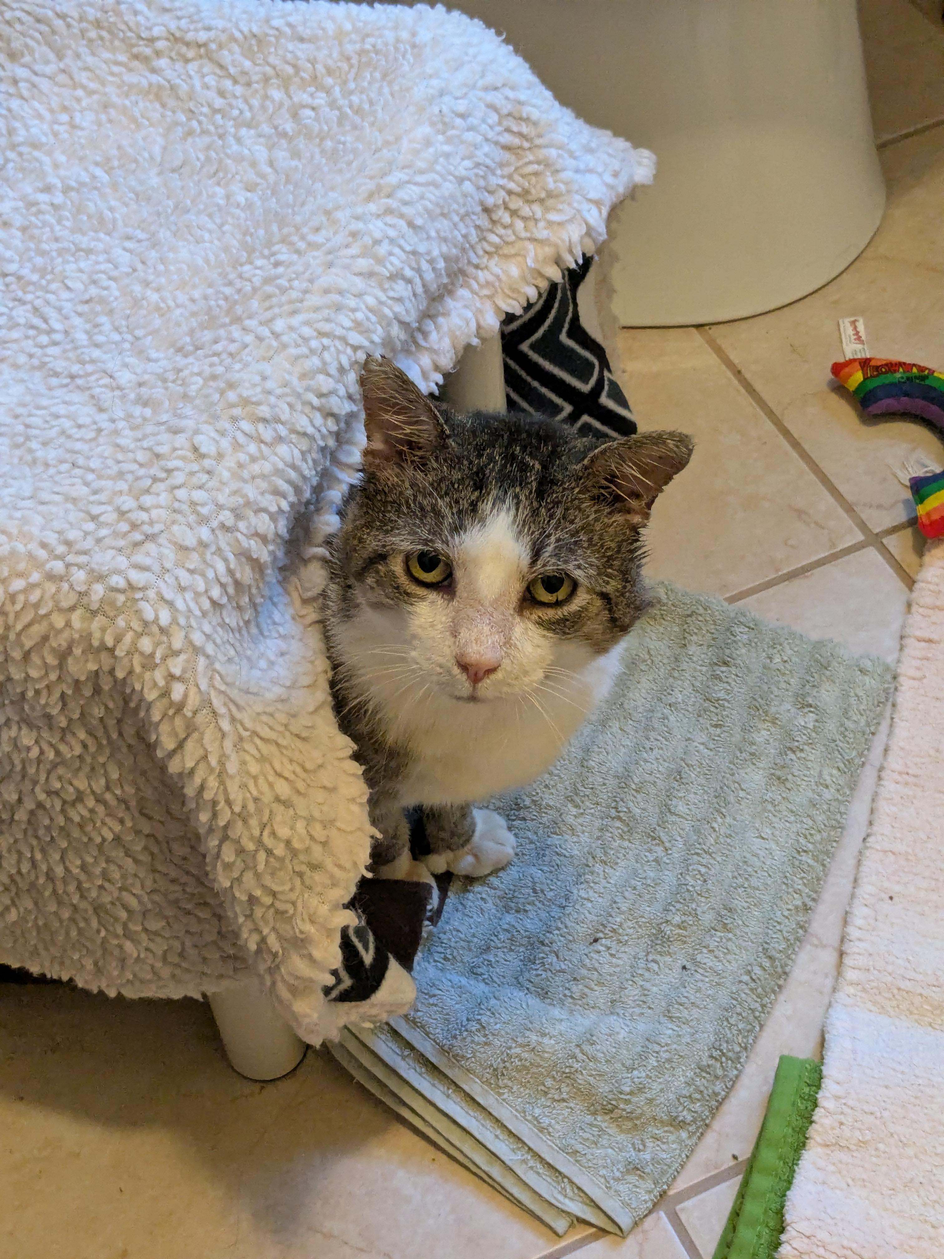 Enlarge King, a Adoptable Domestic Short Hair in Burlington, VT image 2/6