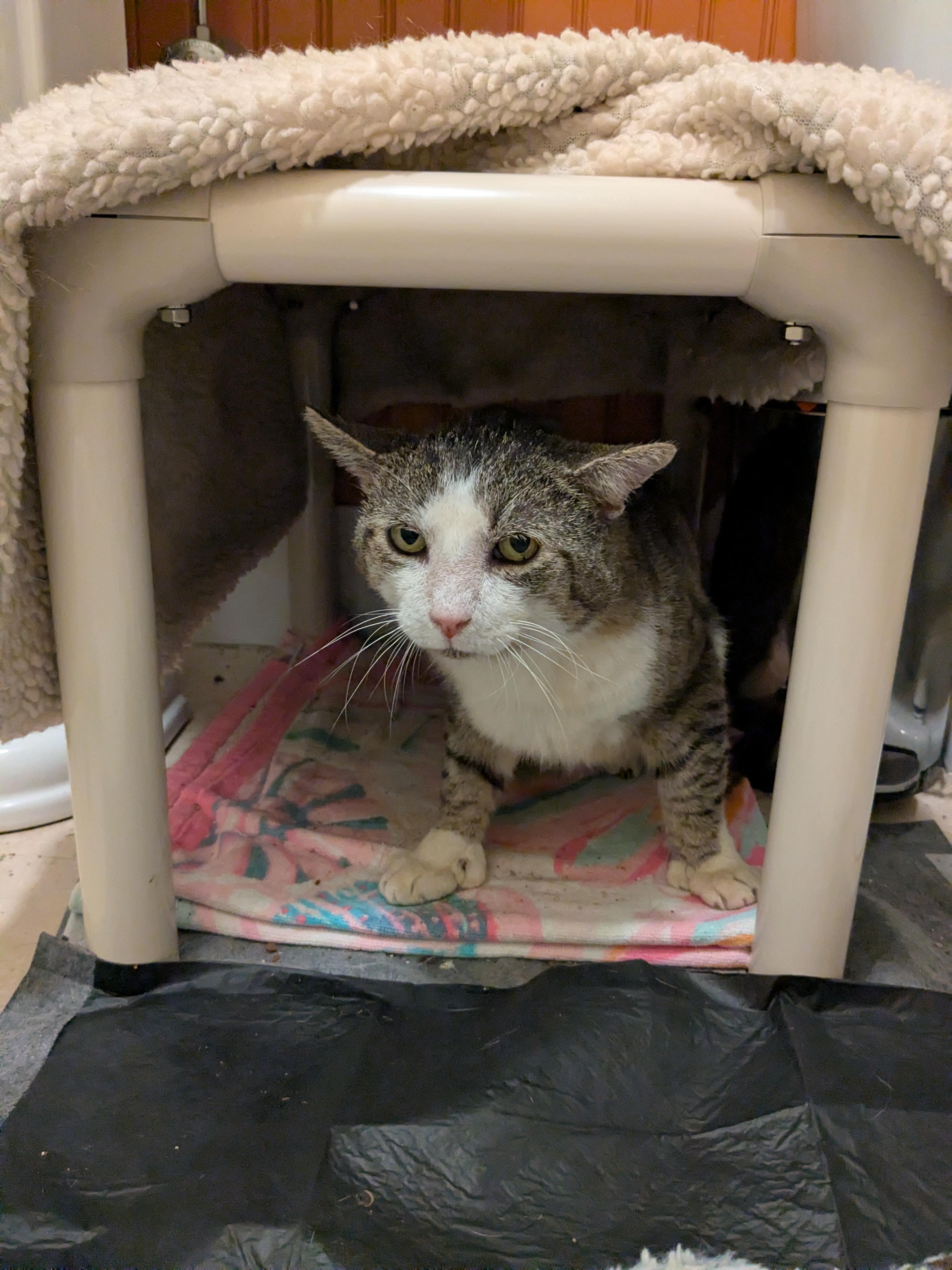 Enlarge King, a Adoptable Domestic Short Hair in Burlington, VT image 3/6