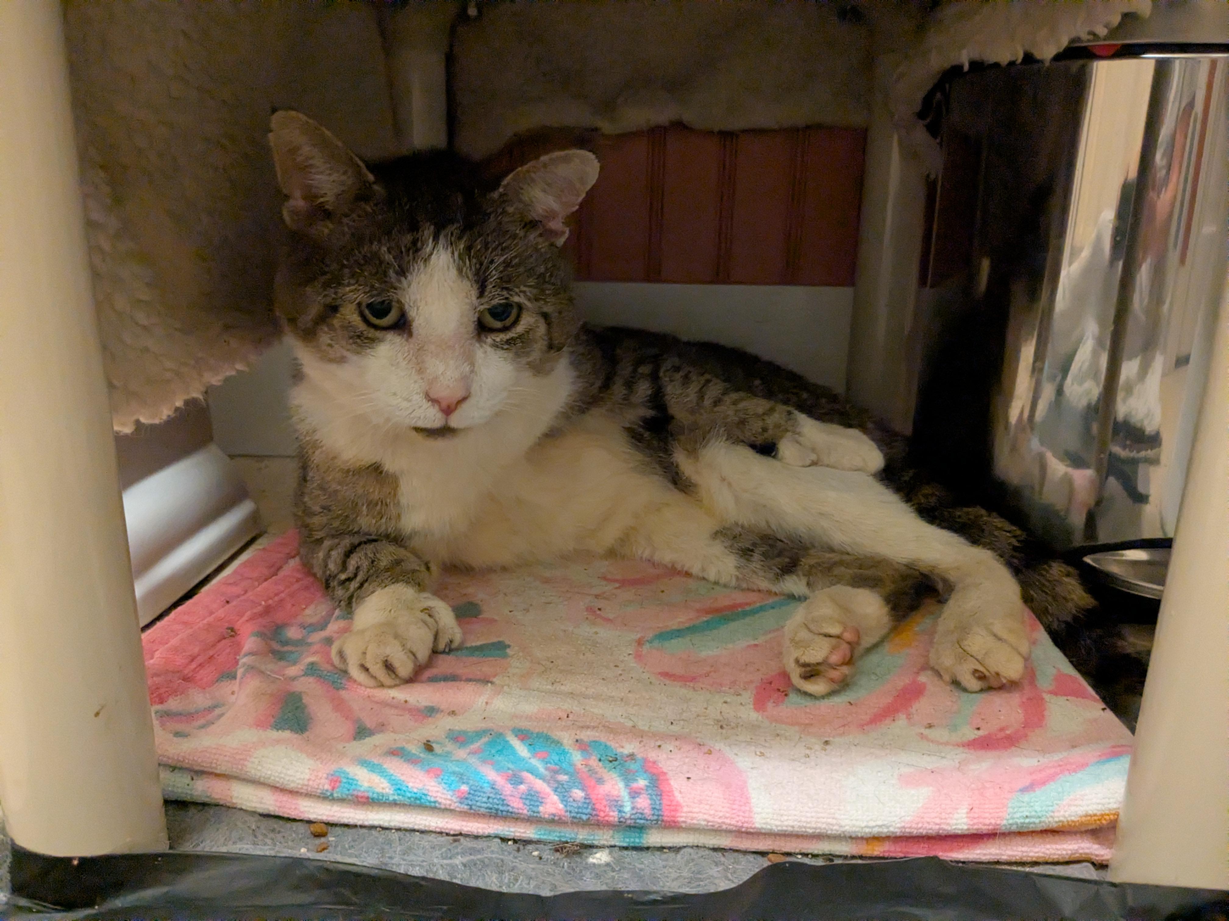 Enlarge King, a Adoptable Domestic Short Hair in Burlington, VT image 4/6