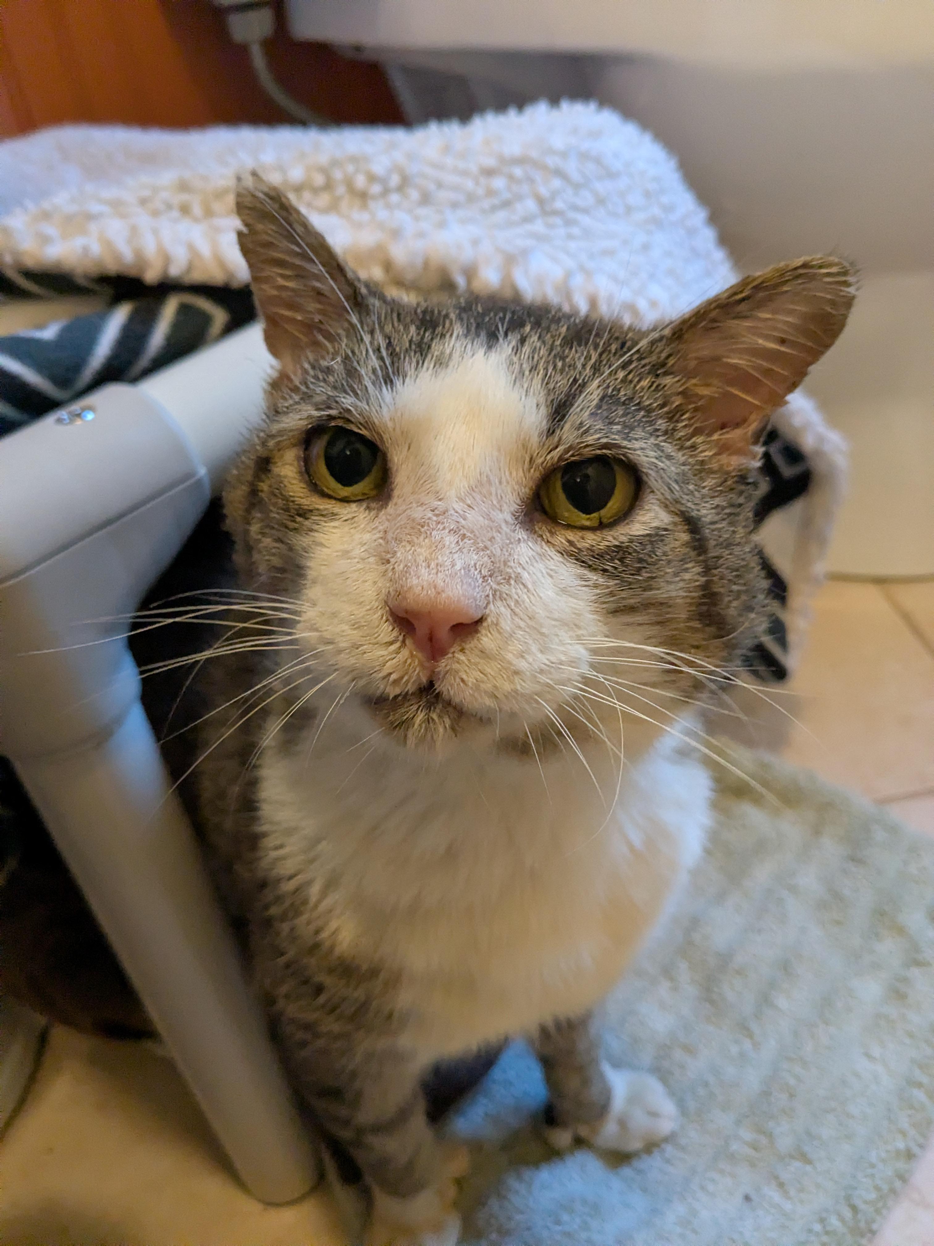 Enlarge King, a Adoptable Domestic Short Hair in Burlington, VT image 5/6