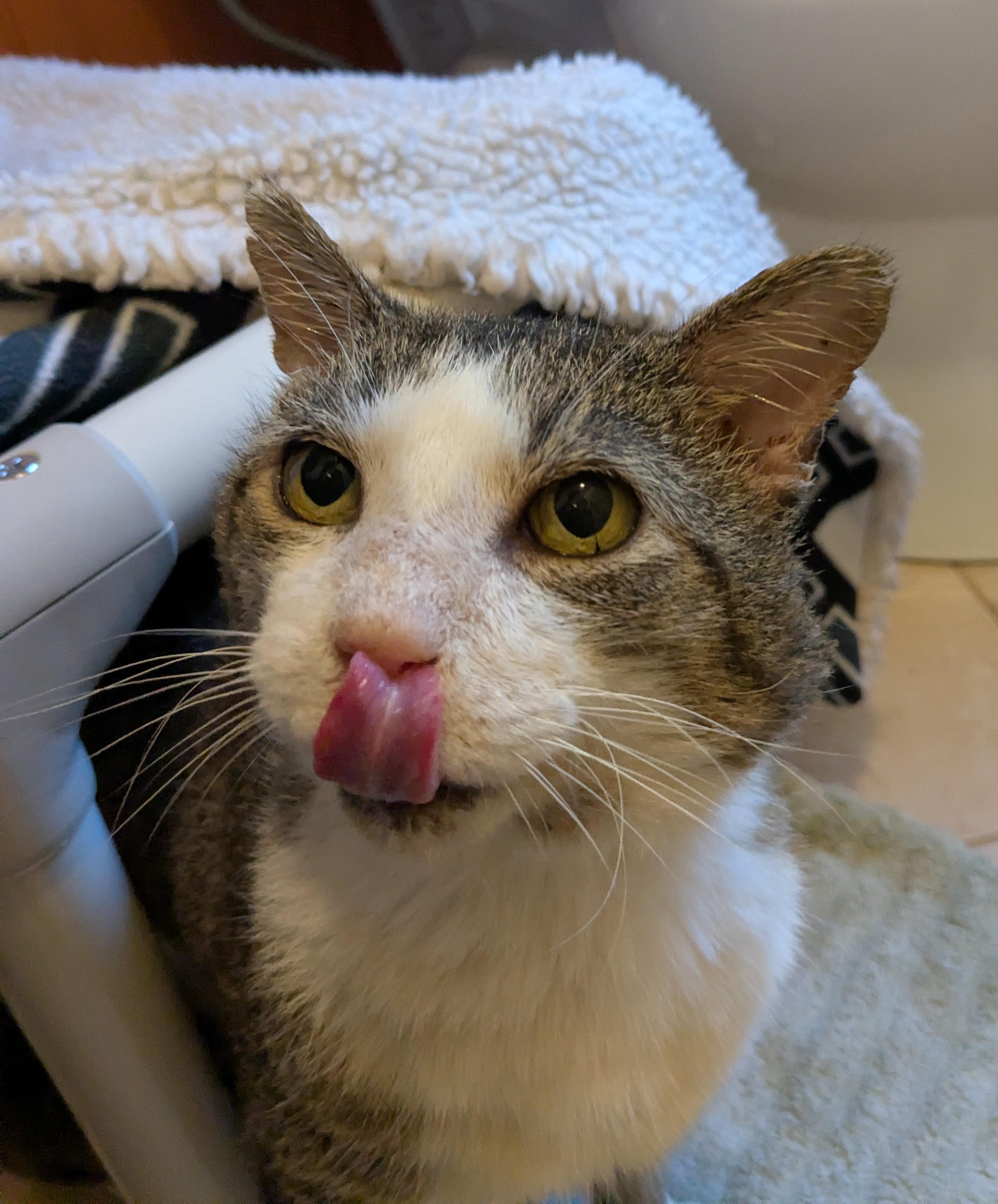 Enlarge King, a Adoptable Domestic Short Hair in Burlington, VT image 6/6