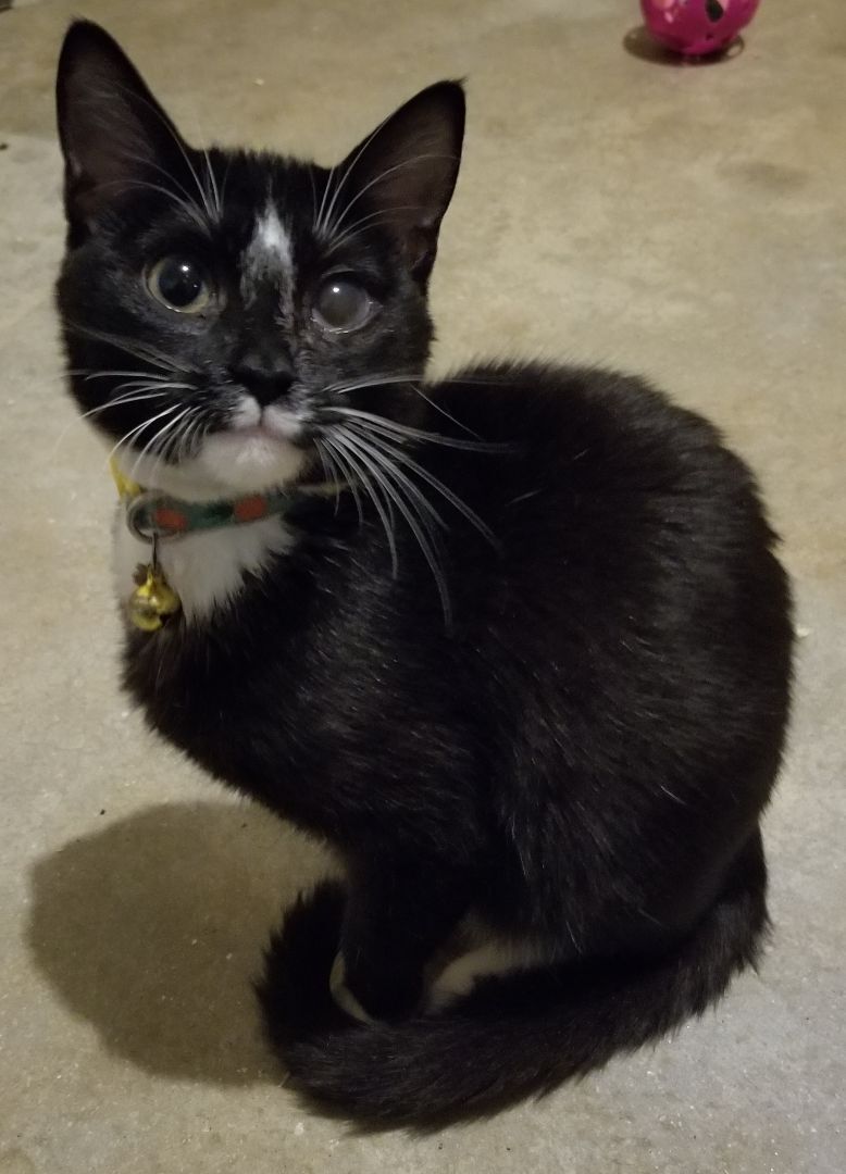 Brownie May, a Adoptable Domestic Short Hair in Ellijay, GA image 1/12