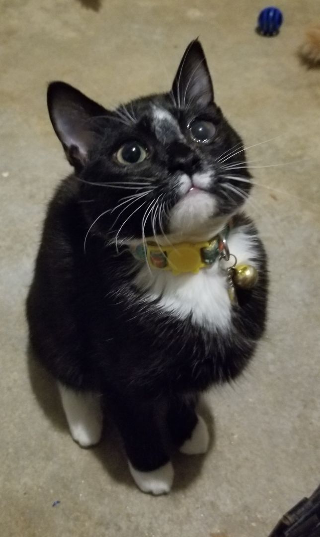 Brownie May, Adoptable, Adult Female Domestic Short Hair.