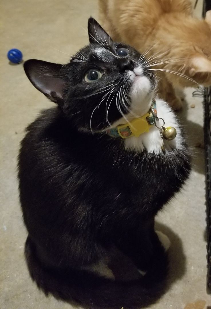 Brownie May, a Adoptable Domestic Short Hair in Ellijay, GA image 3/12