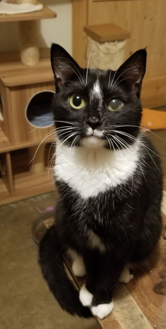 Brownie May, a Adoptable Domestic Short Hair in Ellijay, GA image 5/12