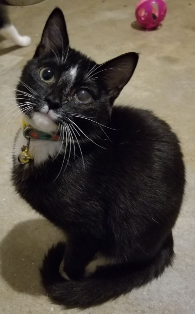 Brownie May, a Adoptable Domestic Short Hair in Ellijay, GA image 6/12