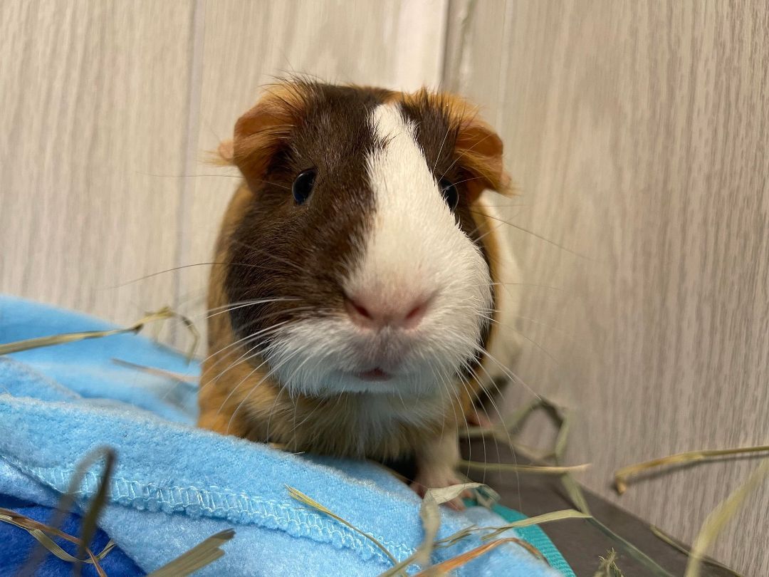 Reese Puff, a Adoptable Guinea Pig in Troy, AL image 1/4