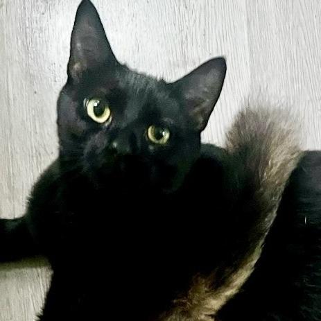 Enlarge Hopalong Cassidy, a Adoptable Domestic Short Hair in Winchester, VA image 1/3