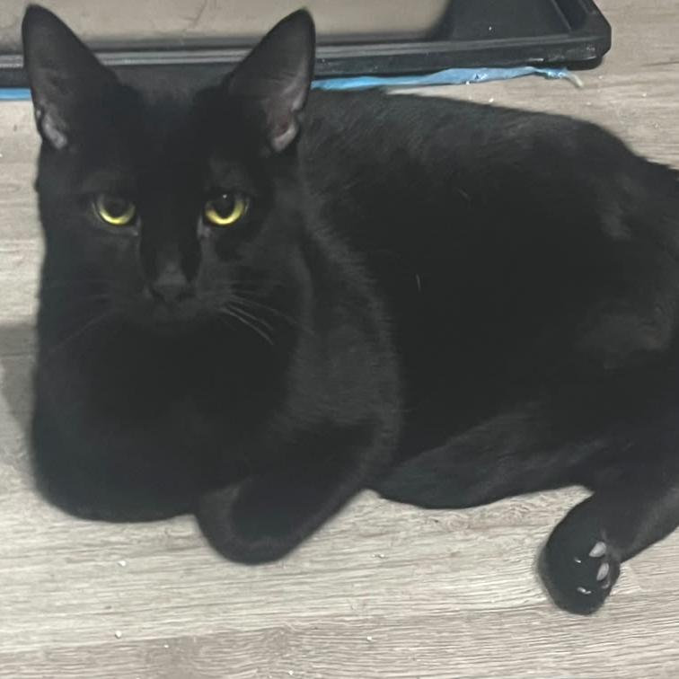 Enlarge Hopalong Cassidy, a Adoptable Domestic Short Hair in Winchester, VA image 2/3