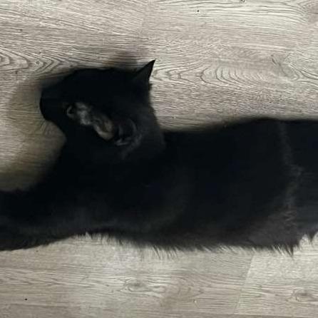 Enlarge Hopalong Cassidy, a Adoptable Domestic Short Hair in Winchester, VA image 3/3