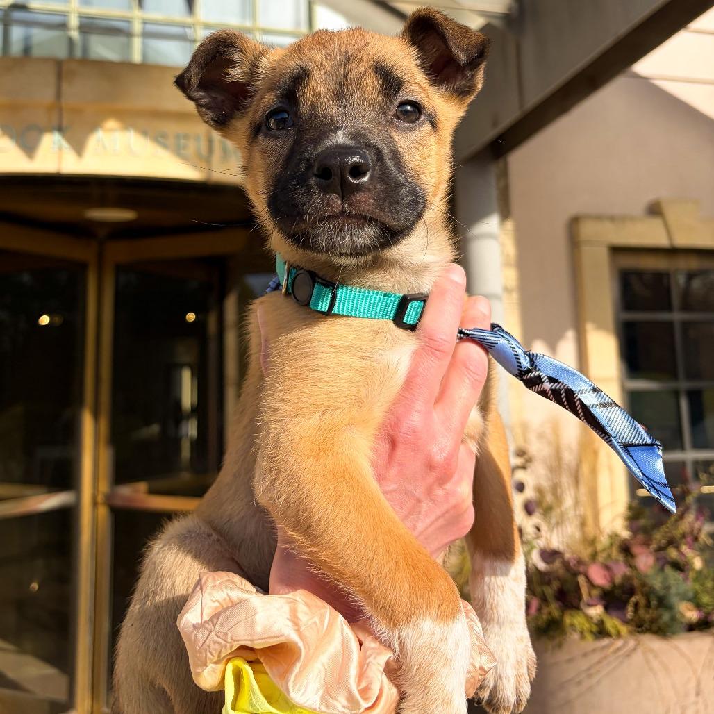 Rozon, a Adoptable mixed breed in Tulsa, OK image 1/2