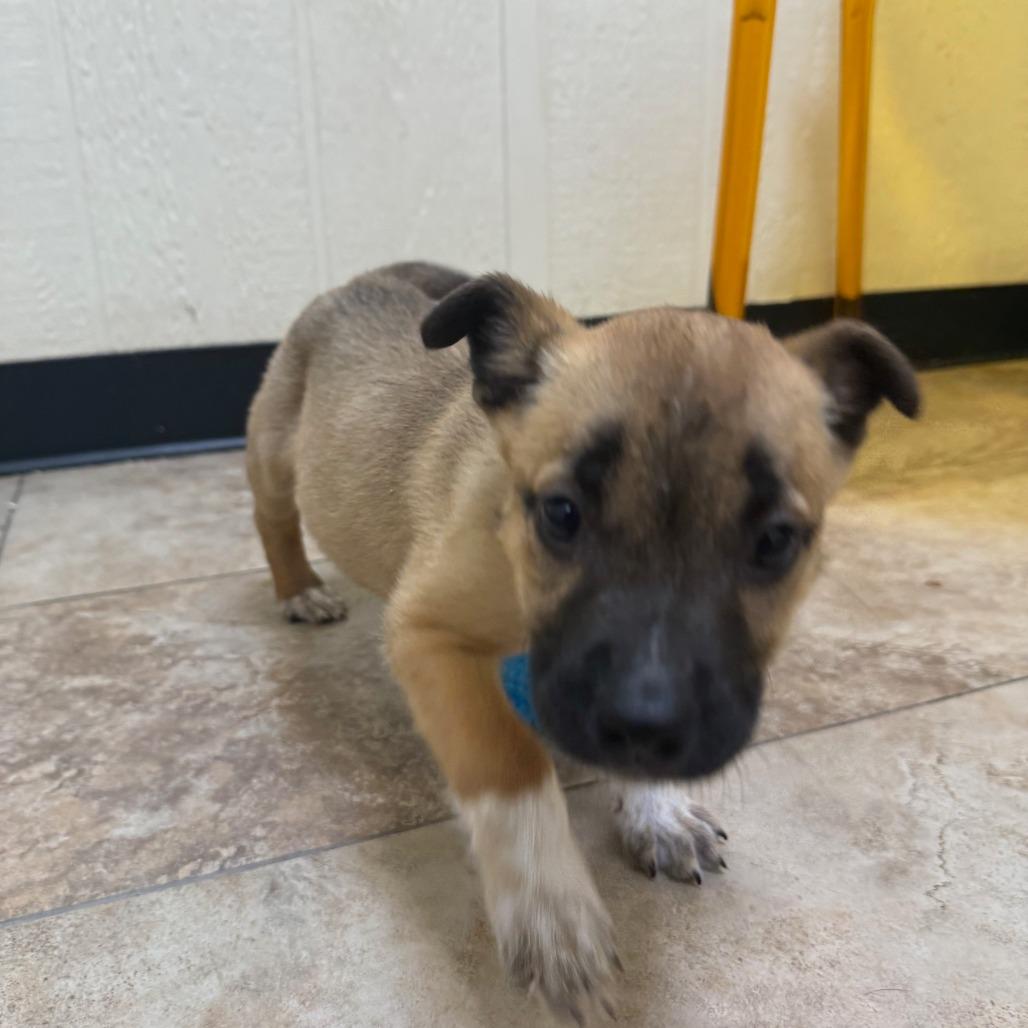 Rozon, a Adoptable mixed breed in Tulsa, OK image 2/2