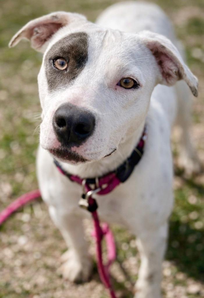 Wishbone, Adoptable, Puppy Female Pit Bull Terrier.