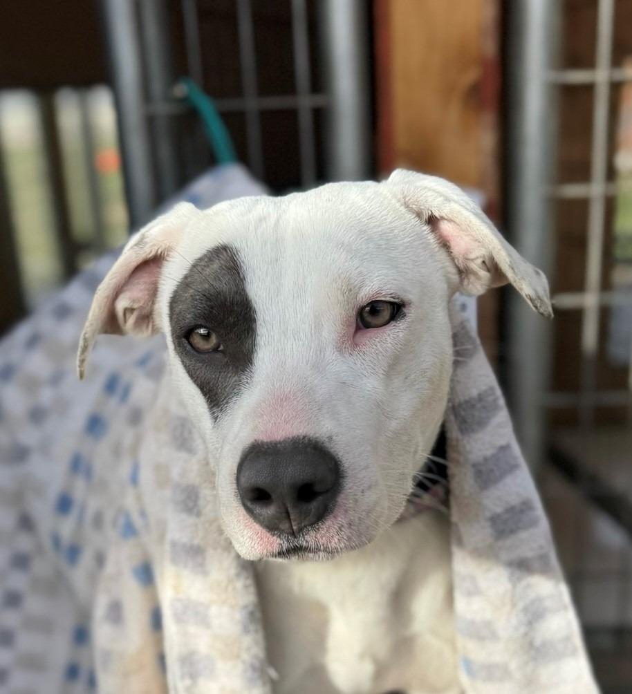 Enlarge Wishbone, a Adoptable Pit Bull Terrier in Tehachapi, CA image 4/4