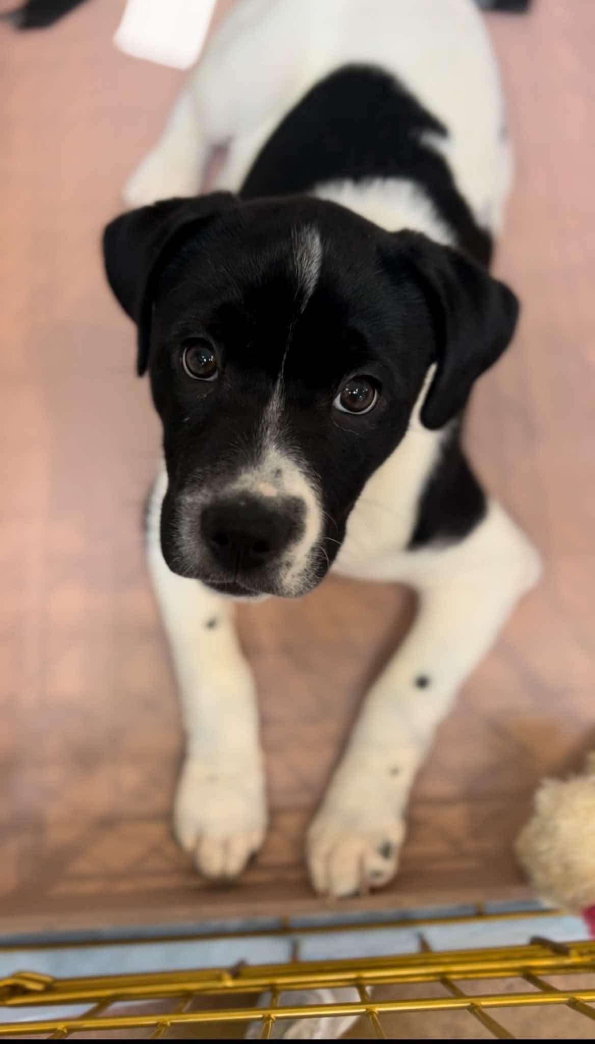 Enlarge Beverly, a ADOPTABLE mixed breed in Walker, LA image 2/3