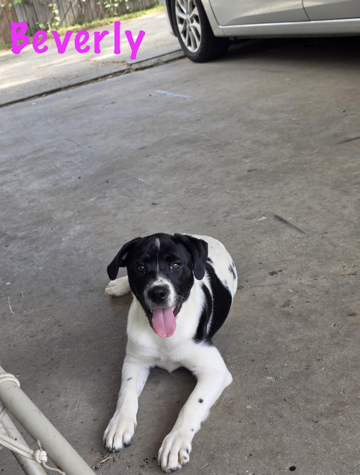 Beverly, ADOPTABLE, Puppy Female Mastiff & Labrador Retriever.