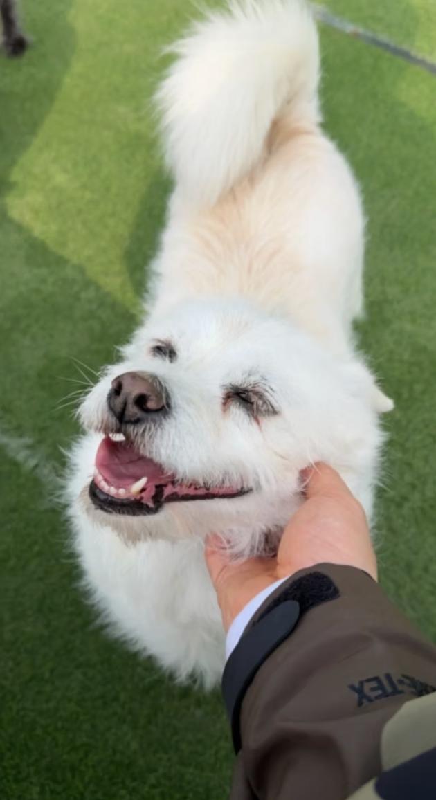 Sally, a ADOPTABLE mixed breed in los angeles, CA image 3/5